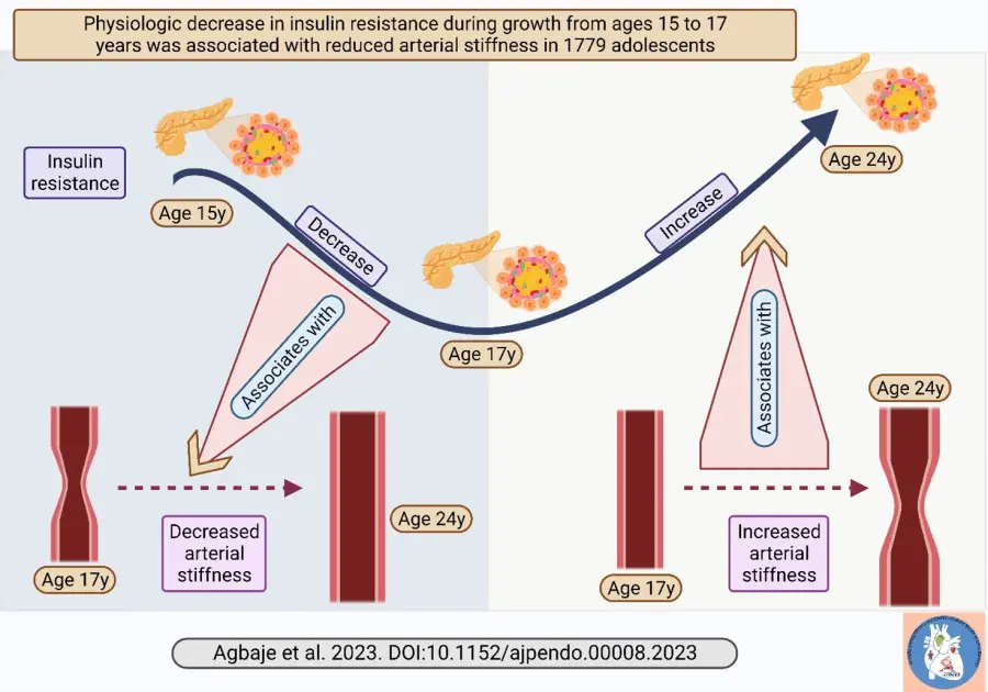 Natural drop in insulin resistance in mid-​adolescence protects against worsening arterial stiffness if sustained